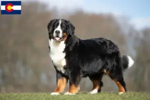 Read more about the article Bernese Mountain Dog Breeder and Puppies in Colorado