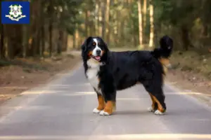 Read more about the article Bernese Mountain Dog Breeder and Puppies in Connecticut