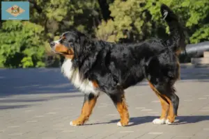 Read more about the article Bernese Mountain Dog Breeder and Puppies in Delaware