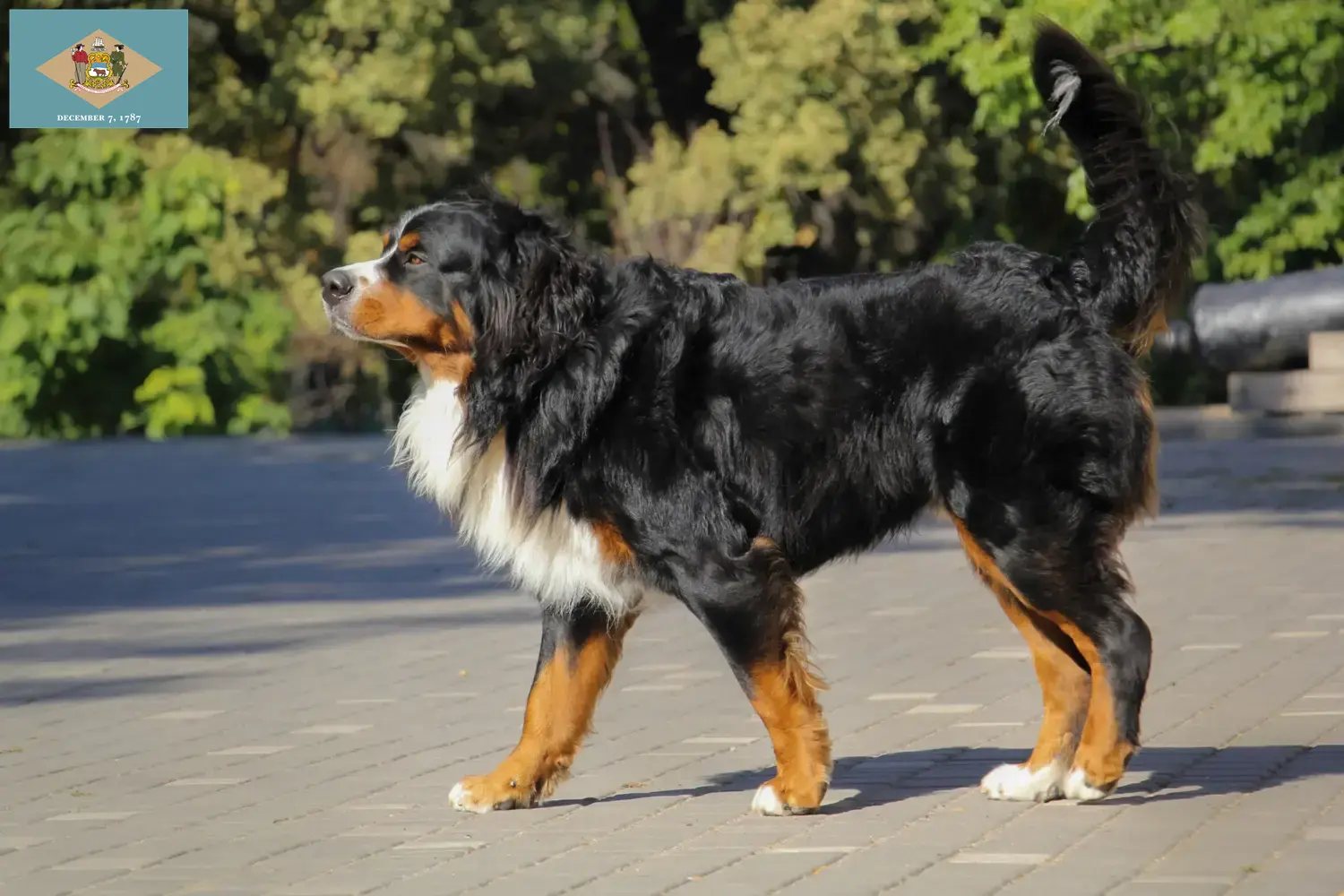 Bernese Mountain Dog Puppies and Breeder Delaware Find Bernese Mountain Dog breeders in Delaware.