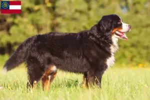 Read more about the article Bernese Mountain Dog Breeder and Puppies in Georgia