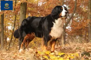 Read more about the article Bernese Mountain Dog Breeder and Puppies in Idaho