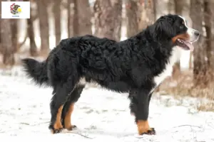Read more about the article Bernese Mountain Dog Breeder and Puppies in Illinois