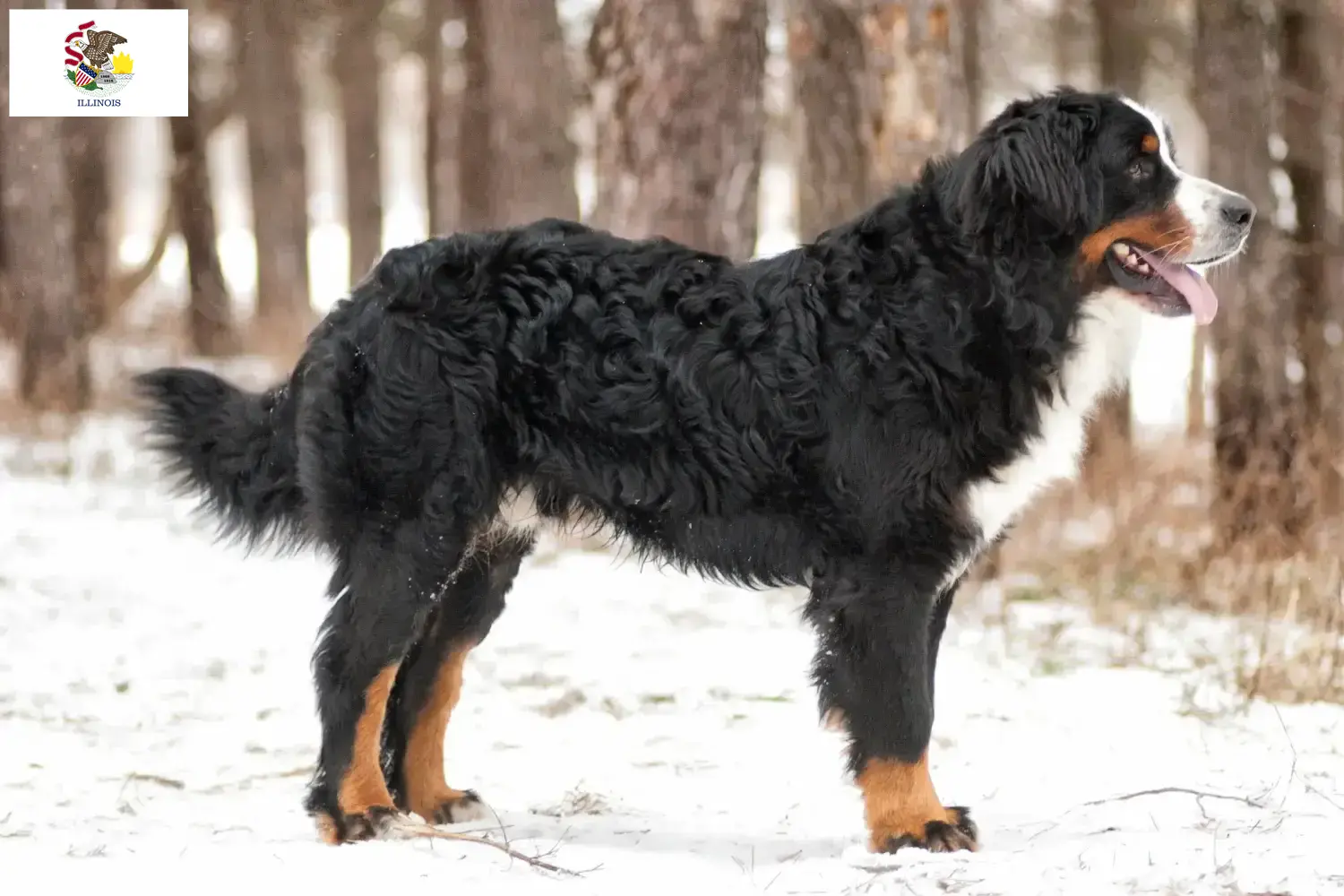 Bernese Mountain Dog Puppies and Breeder Illinois Find Bernese Mountain Dog breeders in Illinois.