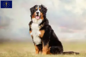 Read more about the article Bernese Mountain Dog Breeder and Puppies in Indiana