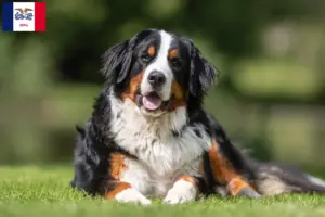 Read more about the article Bernese Mountain Dog Breeder and Puppies in Iowa