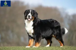 Read more about the article Bernese Mountain Dog Breeder and Puppies in Kansas