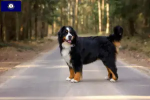 Read more about the article Bernese Mountain Dog Breeder and Puppies in Kentucky