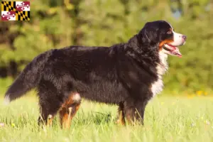 Read more about the article Bernese Mountain Dog Breeder and Puppies in Maryland