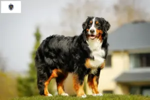 Read more about the article Bernese Mountain Dog Breeder and Puppies in Massachusetts