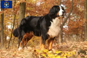 Read more about the article Bernese Mountain Dog Breeder and Puppies in Michigan