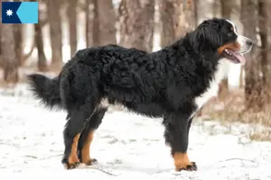 Read more about the article Bernese Mountain Dog Breeder and Puppies in Minnesota