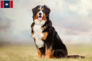 Read more about the article Bernese Mountain Dog Breeder and Puppies in Mississippi