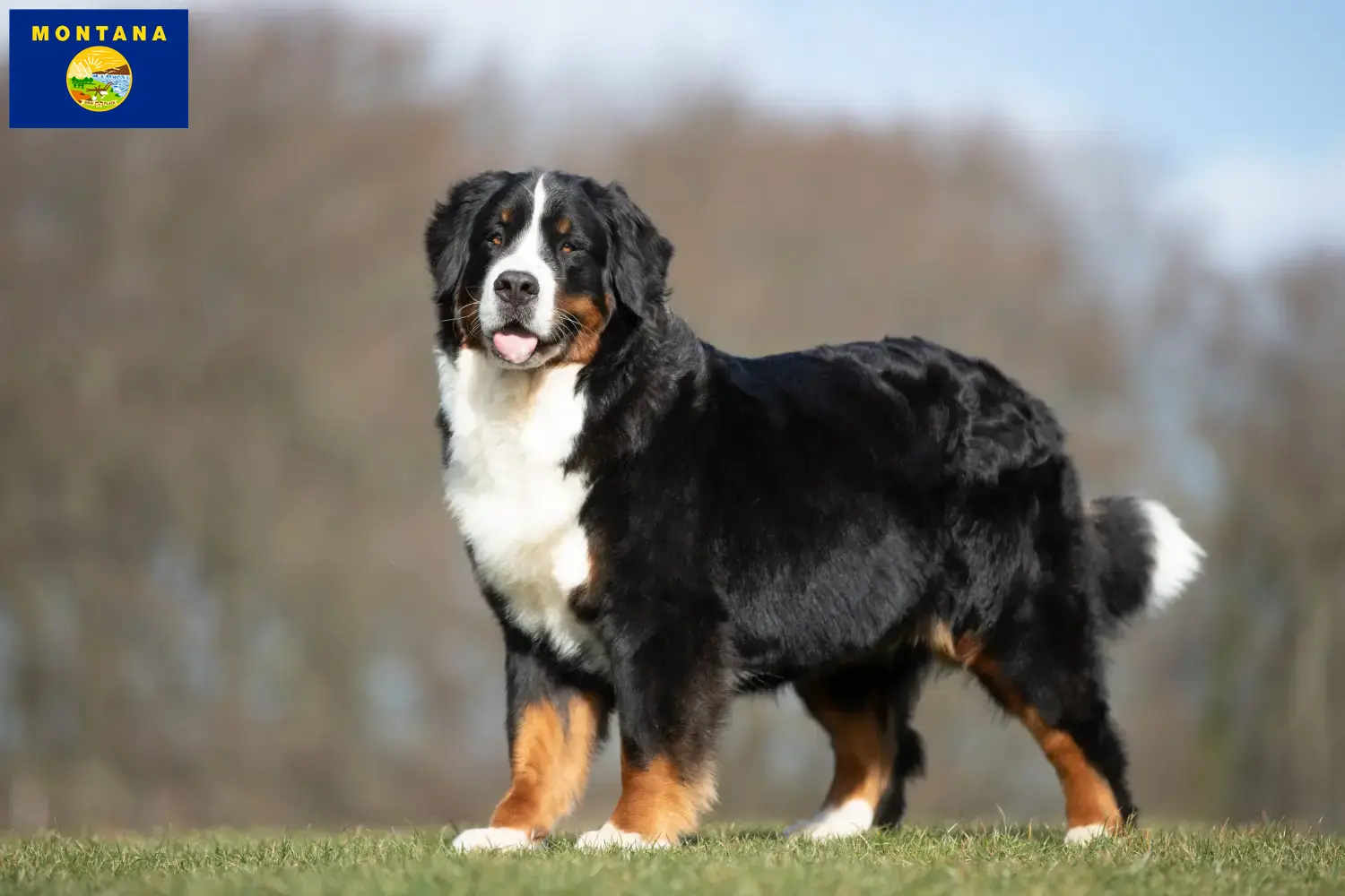 Bernese Mountain Dog puppies and breeder Montana Find Bernese Mountain Dog breeders in Montana.
