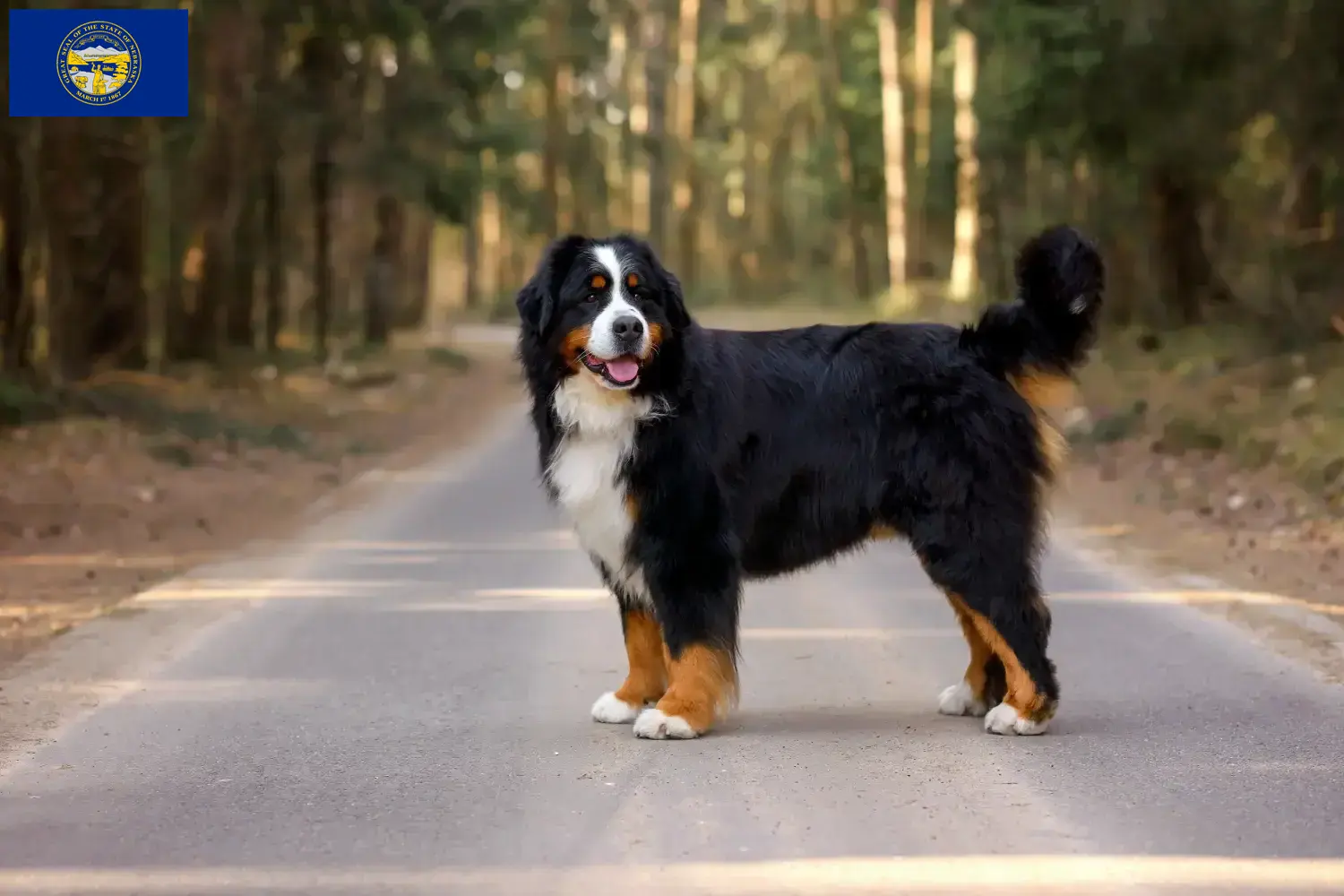 Bernese Mountain Dog Puppies and Breeder Nebraska Find Bernese Mountain Dog breeders in Nebraska.
