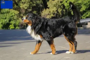 Read more about the article Bernese Mountain Dog Breeder and Puppies in Nevada