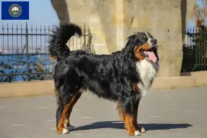 Read more about the article Bernese Mountain Dog Breeder and Puppies in New Hampshire