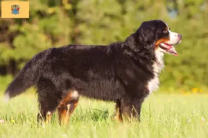 Read more about the article Bernese Mountain Dog Breeder and Puppies in New Jersey