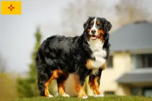 Read more about the article Bernese Mountain Dog Breeder and Puppies in New Mexico
