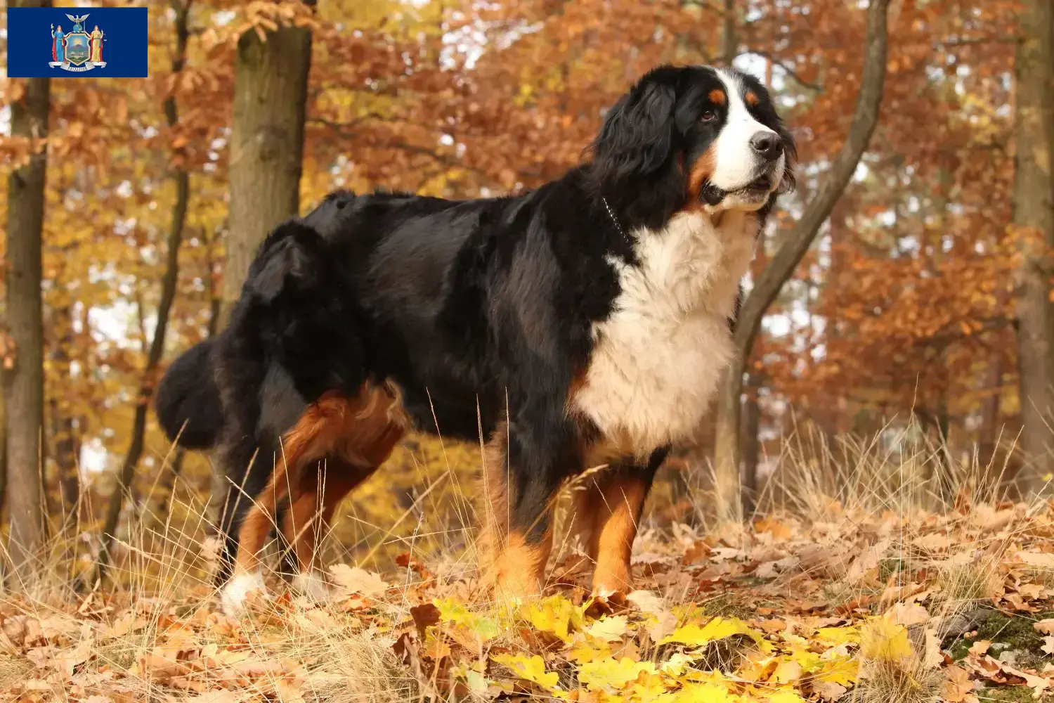 Bernese Mountain Dog Puppies and Breeder New York Find Bernese Mountain Dog breeders in New York.