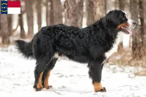 Read more about the article Bernese Mountain Dog Breeder and Puppies in North Carolina