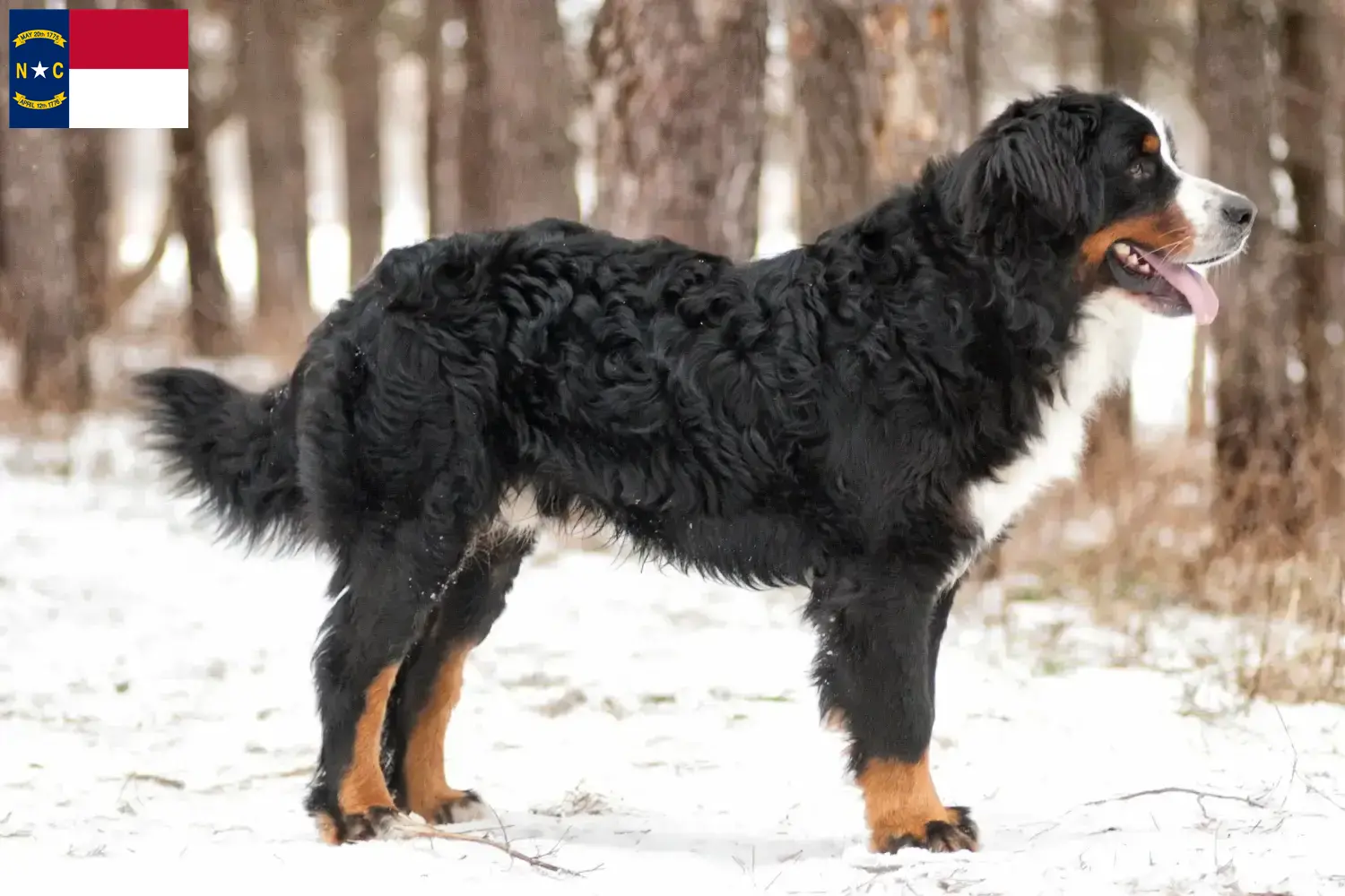 Bernese Mountain Dog Puppies and Breeder North Carolina Find Bernese Mountain Dog breeders in North Carolina.