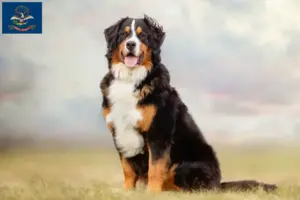 Read more about the article Bernese Mountain Dog Breeder and Puppies in North Dakota