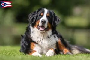 Read more about the article Bernese Mountain Dog Breeder and Puppies in Ohio