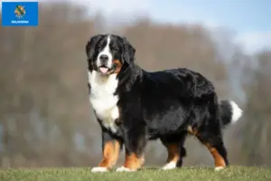 Read more about the article Bernese Mountain Dog Breeder and Puppies in Oklahoma