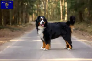 Read more about the article Bernese Mountain Dog Breeder and Puppies in Oregon