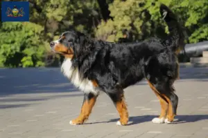 Read more about the article Bernese Mountain Dog Breeder and Puppies in Pennsylvania
