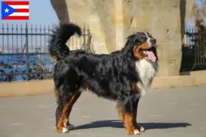 Read more about the article Bernese Mountain Dog Breeder and Puppies in Puerto Rico