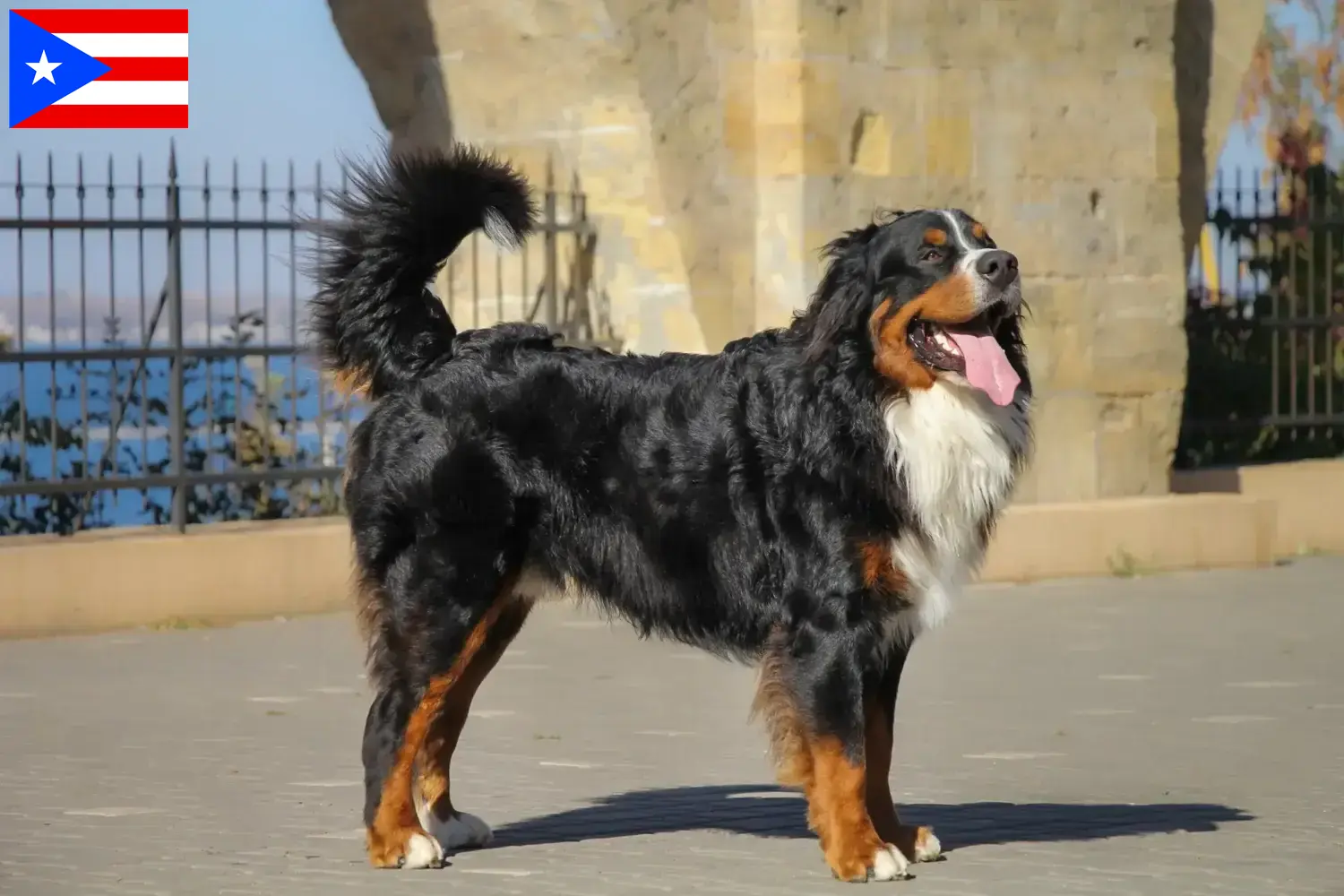 Bernese Mountain Dog Puppies and Breeder Puerto Rico Find Bernese Mountain Dog breeders in Puerto Rico.