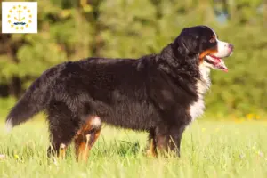 Read more about the article Bernese Mountain Dog Breeder and Puppies in Rhode Island