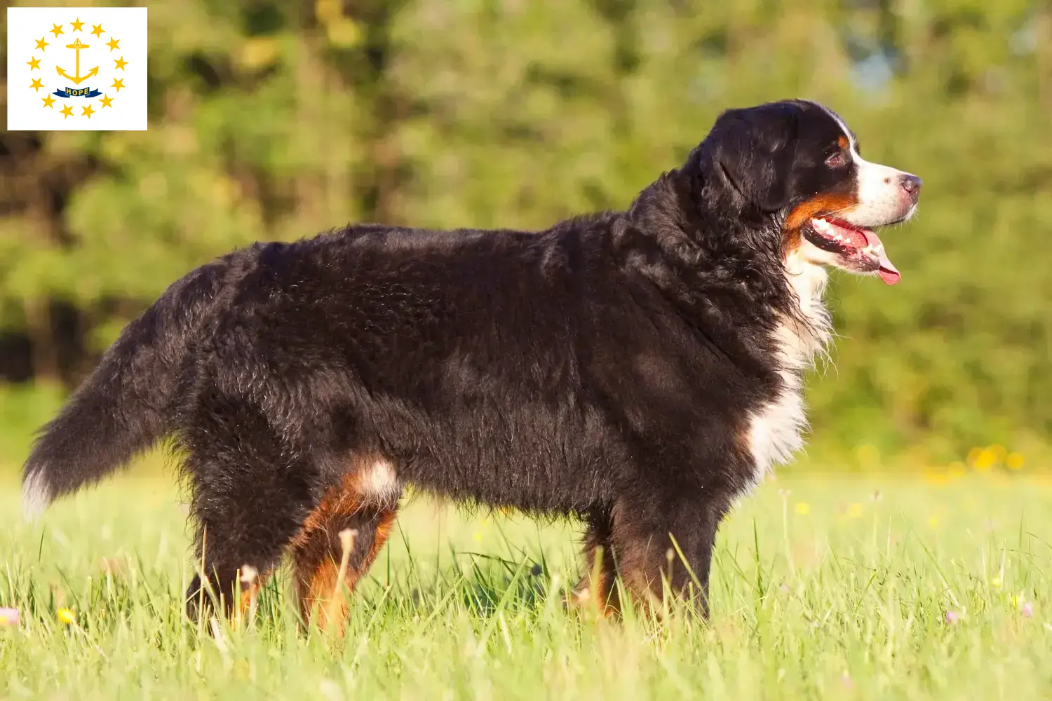 Read more about the article Bernese Mountain Dog Breeder and Puppies in Rhode Island