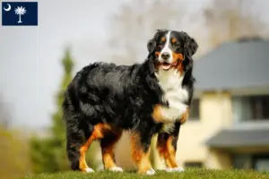 Read more about the article Bernese Mountain Dog Breeder and Puppies in South Carolina