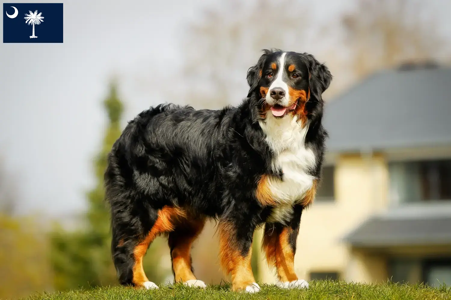 Bernese Mountain Dog Puppies and Breeder South Carolina Find Bernese Mountain Dog breeders in South Carolina.