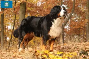 Read more about the article Bernese Mountain Dog Breeders and Puppies in South Dakota