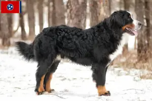 Read more about the article Bernese Mountain Dog Breeder and Puppies in Tennessee