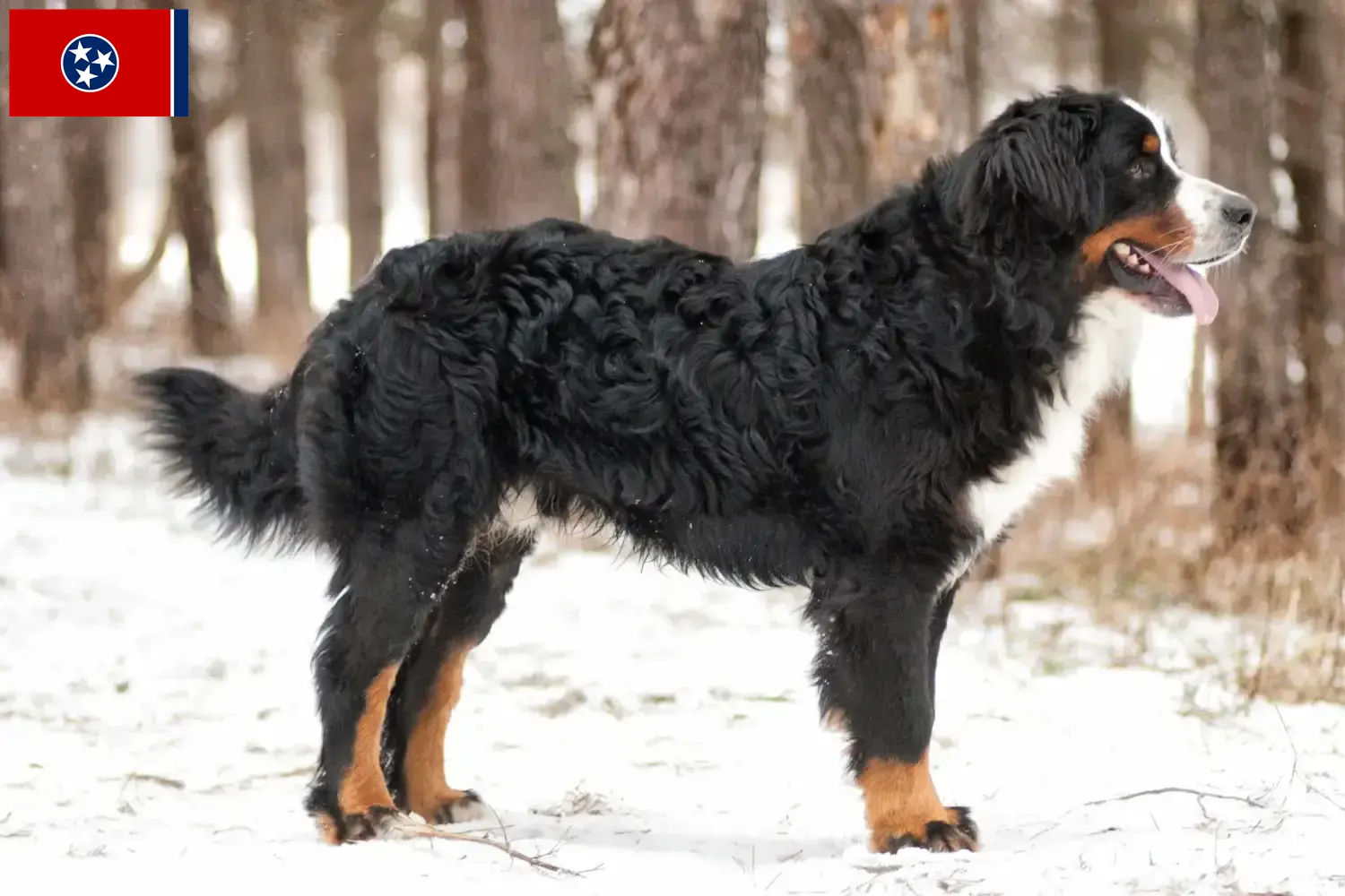 Bernese Mountain Dog Puppies and Breeder Tennessee Find Bernese Mountain Dog breeders in Tennessee.