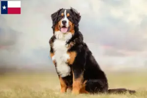 Read more about the article Bernese Mountain Dog Breeder and Puppies in Texas