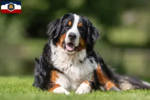 Read more about the article Bernese Mountain Dog Breeder and Puppies in Utah
