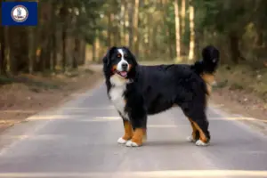 Read more about the article Bernese Mountain Dog Breeder and Puppies in Virginia