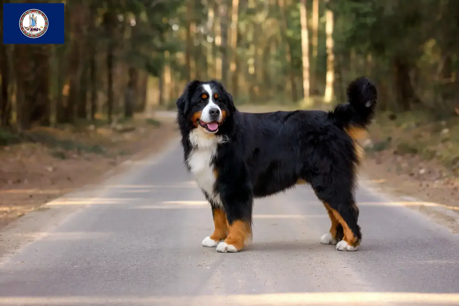 Read more about the article Bernese Mountain Dog Breeder and Puppies in Virginia