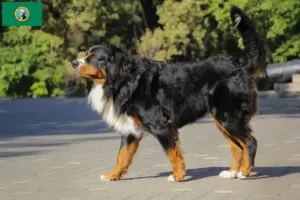 Read more about the article Bernese Mountain Dog Breeder and Puppies in Washington
