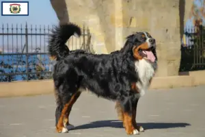 Read more about the article Bernese Mountain Dog Breeder and Puppies in West Virginia
