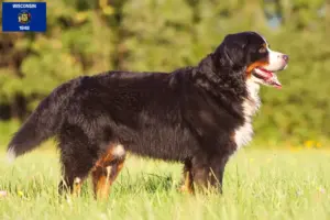 Read more about the article Bernese Mountain Dog Breeder and Puppies in Wisconsin