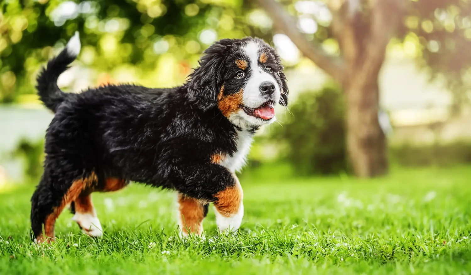 Buying a Bernese Mountain Dog puppy means taking responsibility! Buy Bernese Mountain Dog puppies.