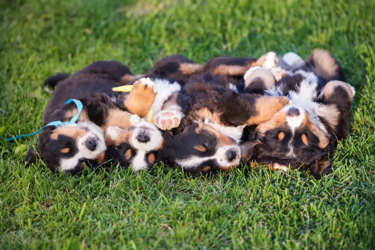 Buying a Bernese Mountain Dog puppy means taking responsibility! Buy Bernese Mountain Dog puppies.