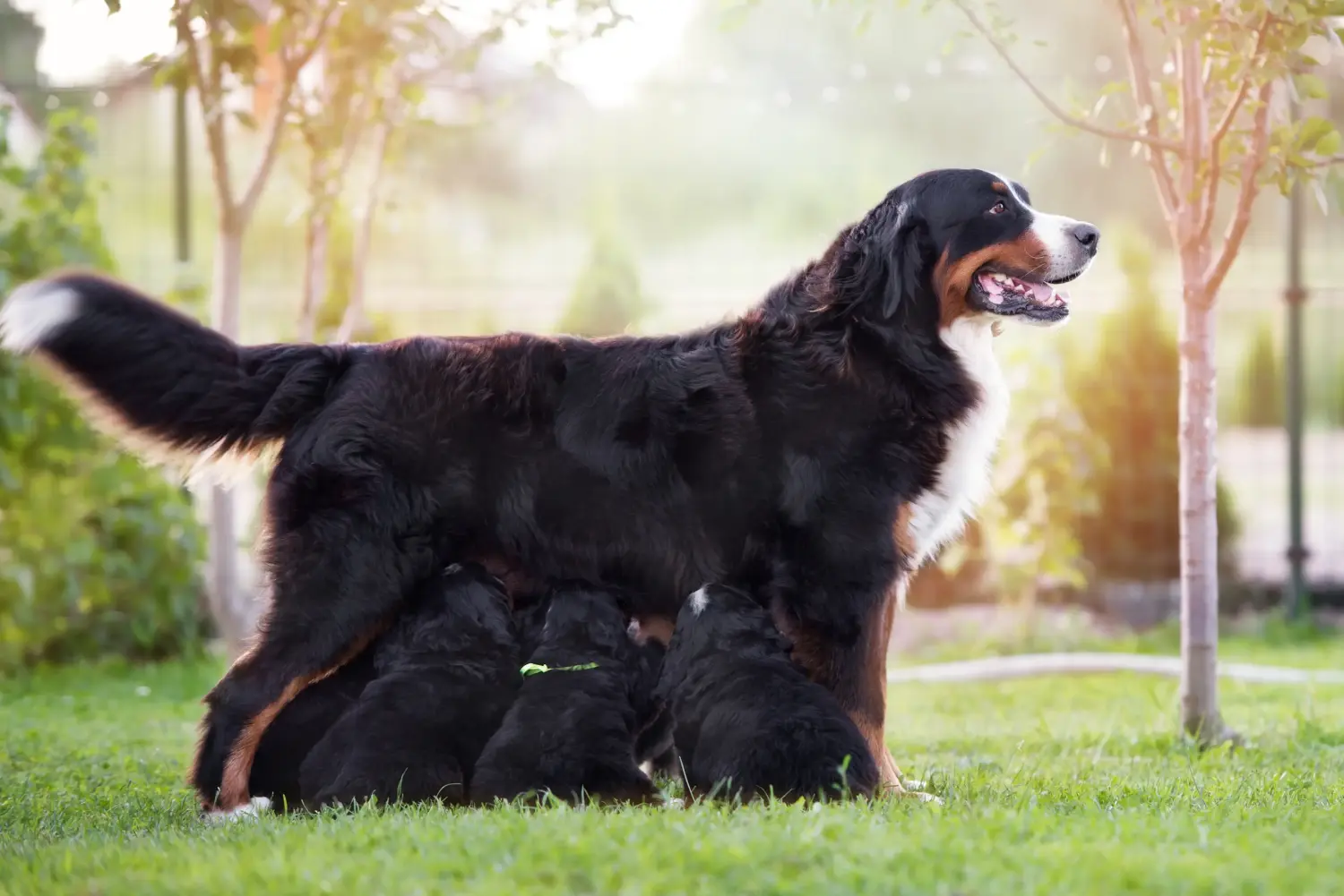Buying a Bernese Mountain Dog puppy means taking responsibility! Buy Bernese Mountain Dog puppies.